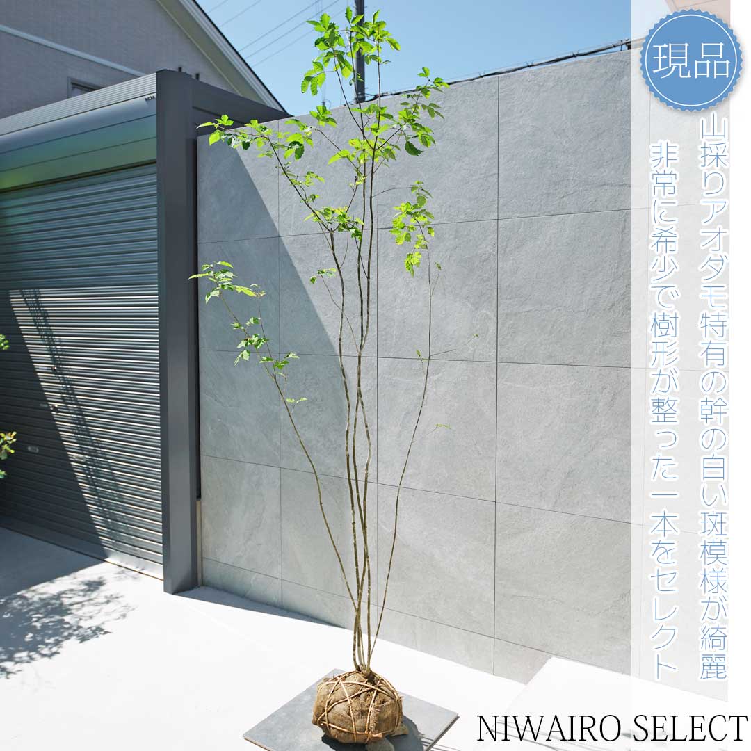 楽天市場】【現品】山採り【アオダモ】株立ち 自然風樹形