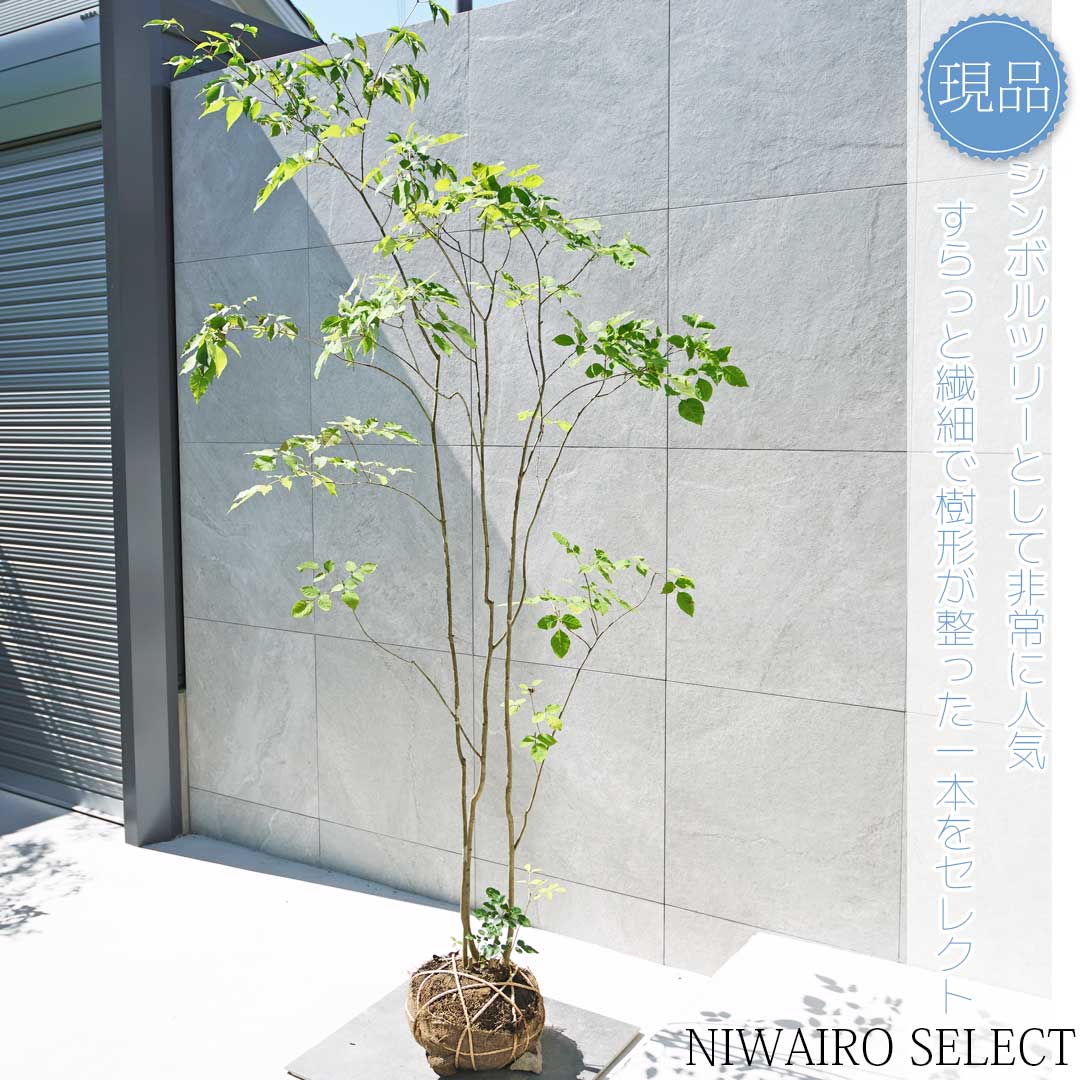 楽天市場】【現品】山採り【アオダモ】株立ち 自然風樹形