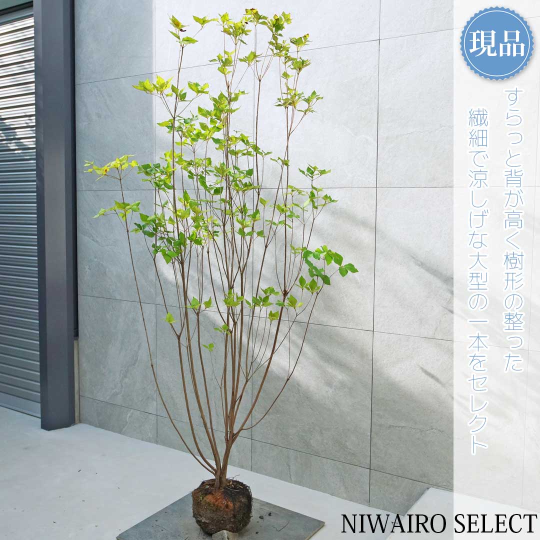 楽天市場】【ミツバツツジ】三つ葉躑躅 株立ち 自然風樹形 樹高H≒185