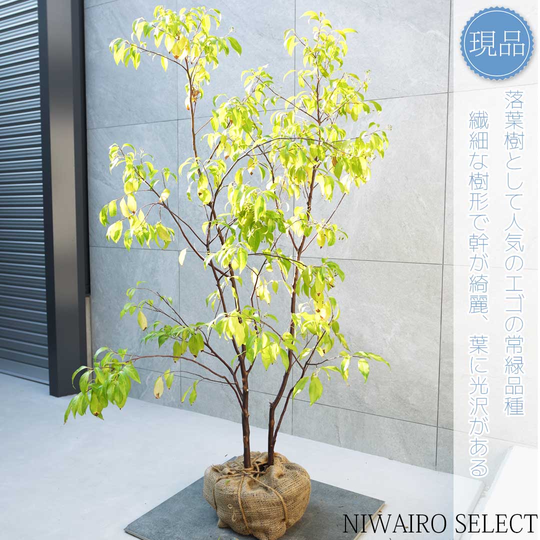 楽天市場】【現品】【常緑エゴノキ】トキワエゴノキ 常盤 株立ち 自然