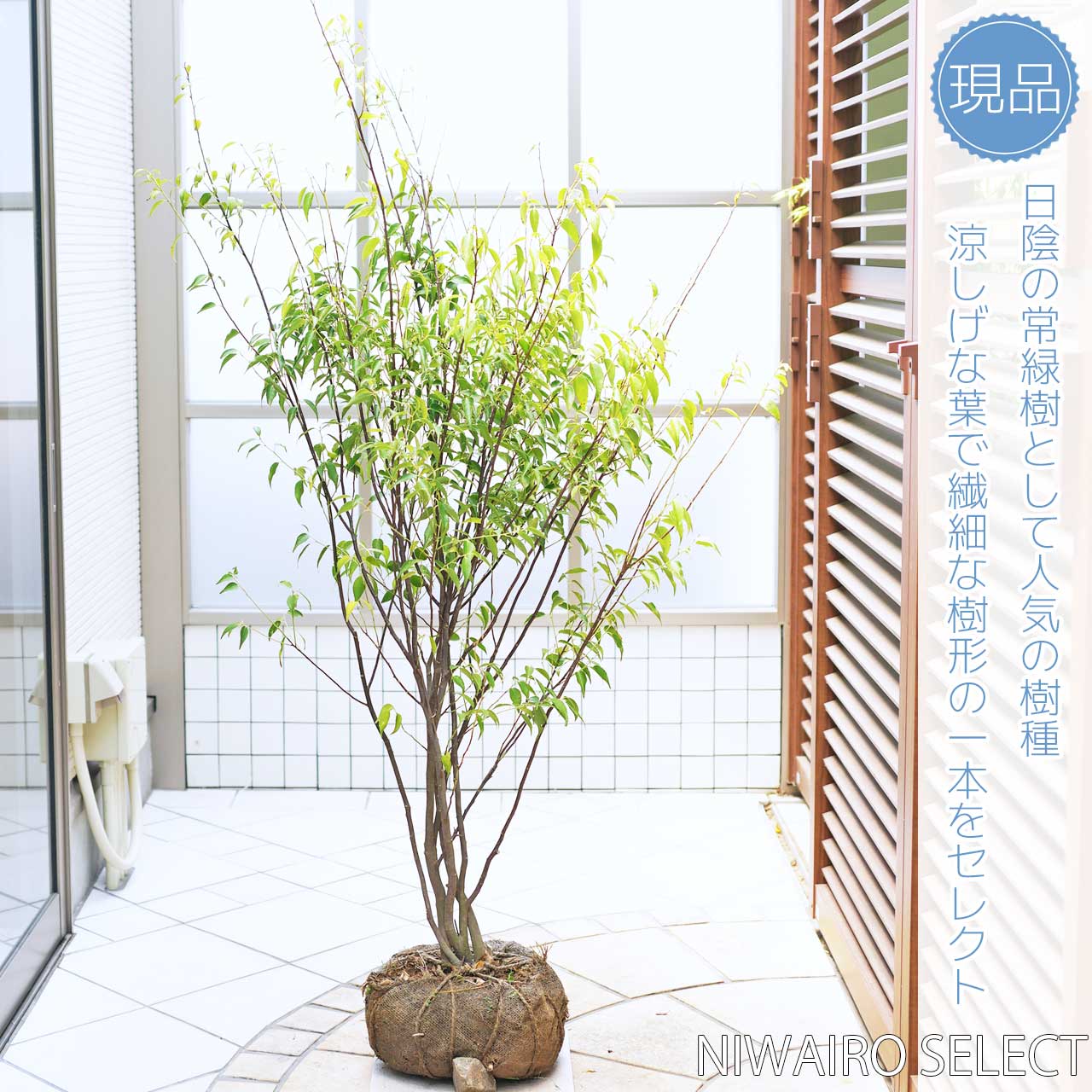 楽天市場】【ハイノキ】 自然樹形 株立ち 雑木風 樹高H≒145 × 枝張W