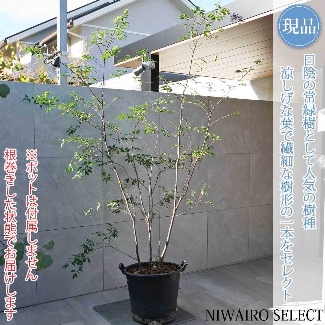 ハイノキ 株立ち」の人気商品一覧 | 安い商品を通販サイトから探す