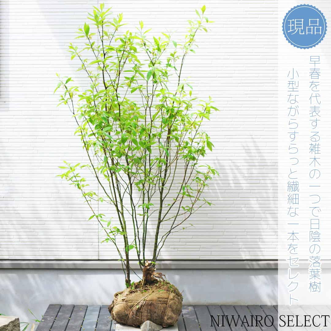 楽天市場】【クロモジ】 黒文字 株立ち 自然樹形 樹高H≒140 × 枝張W