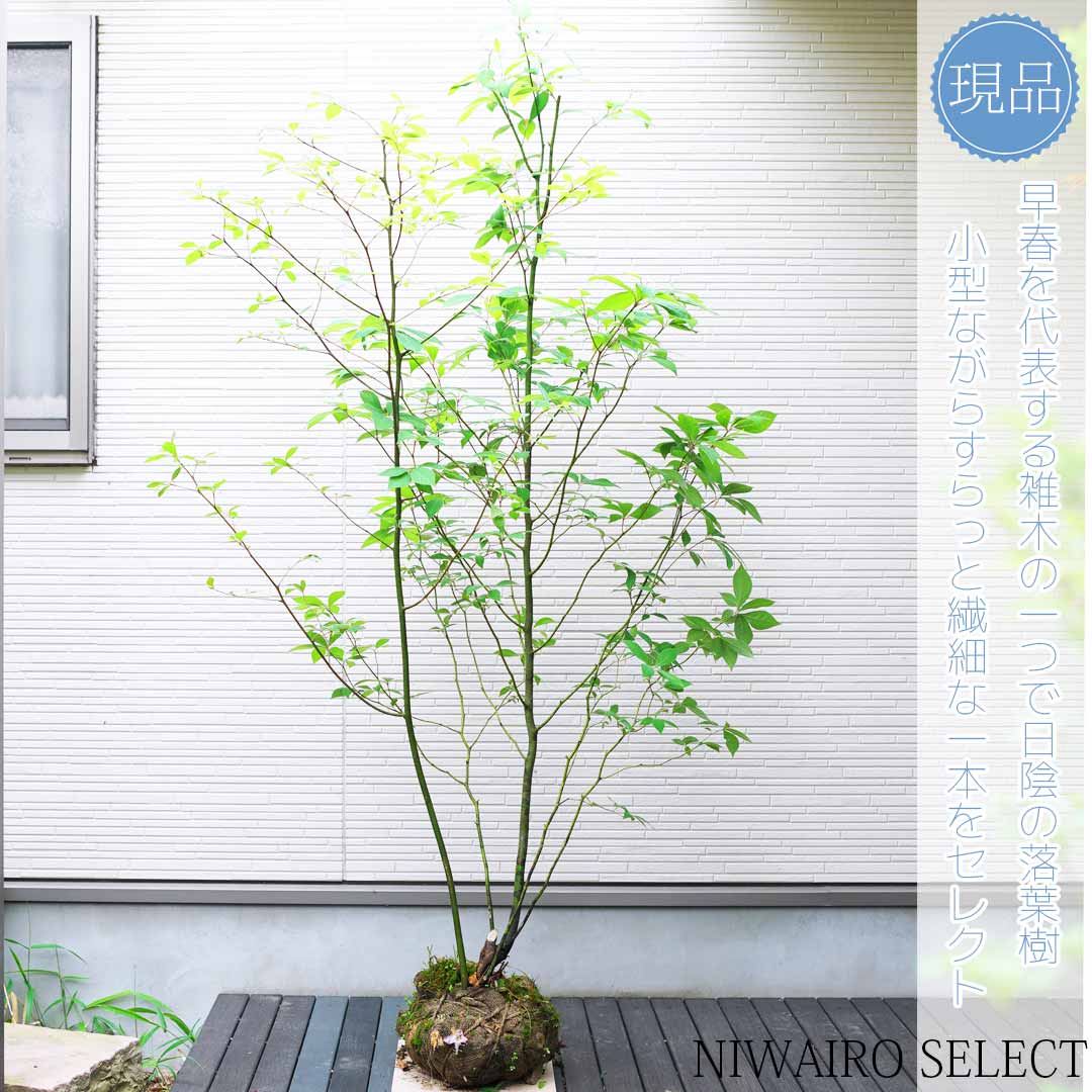 楽天市場】【クロモジ】黒文字 本株立ち 自然風樹形 樹高H≒185 × 枝張