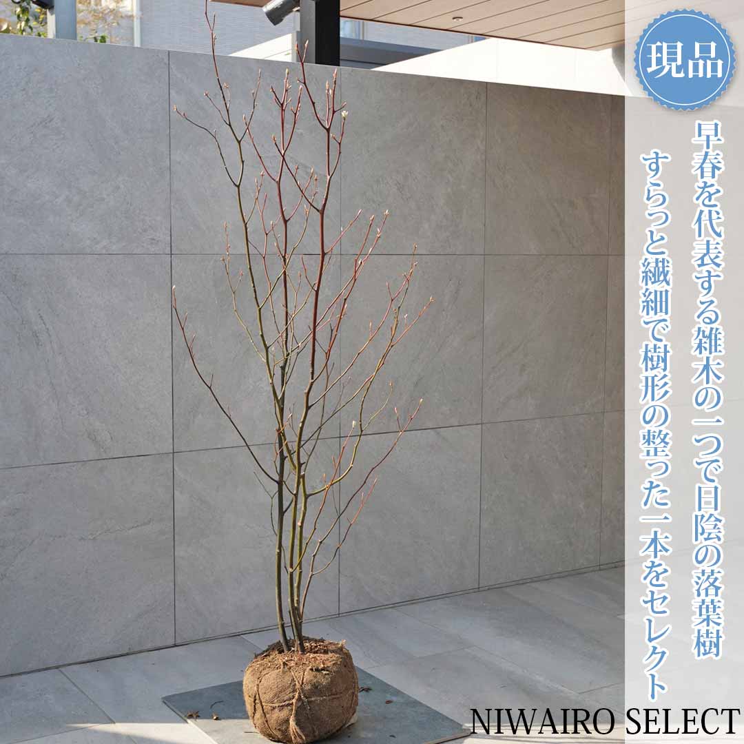 楽天市場】クロモジ（花・ガーデン・DIY）の通販