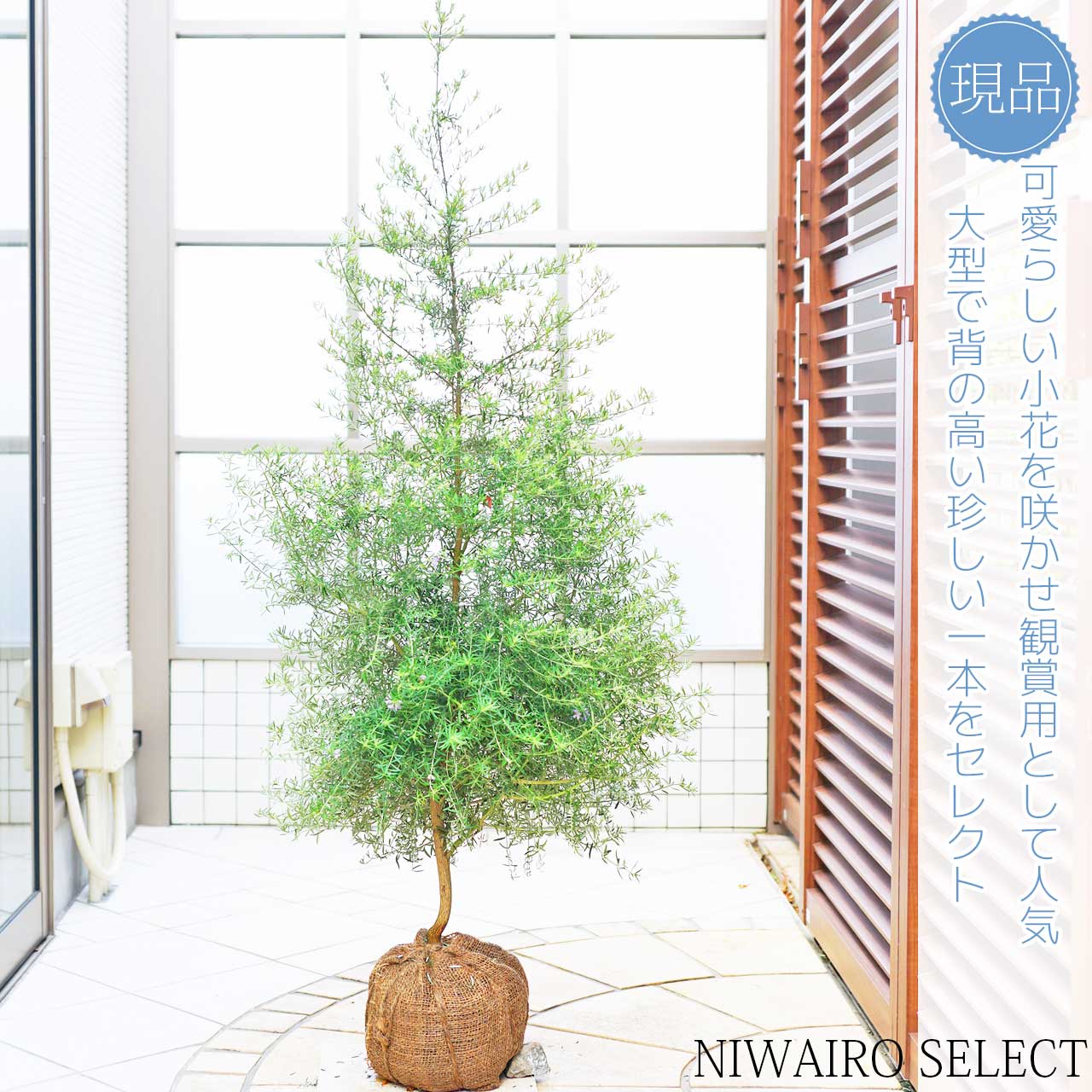 楽天市場】【ウエストリンギア】オーストラリアンローズマリー