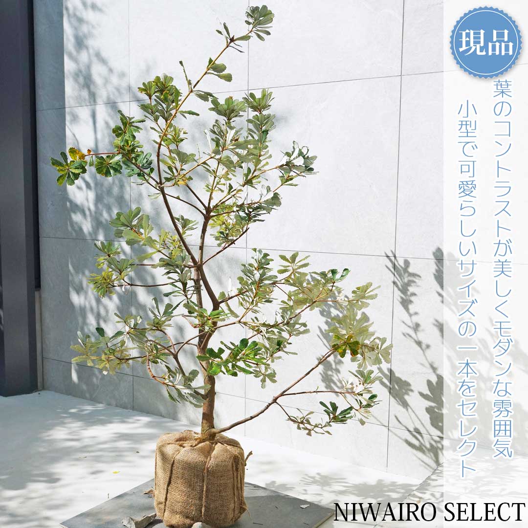 楽天市場】【現品】【バンクシア】コーストバンクシア オージー