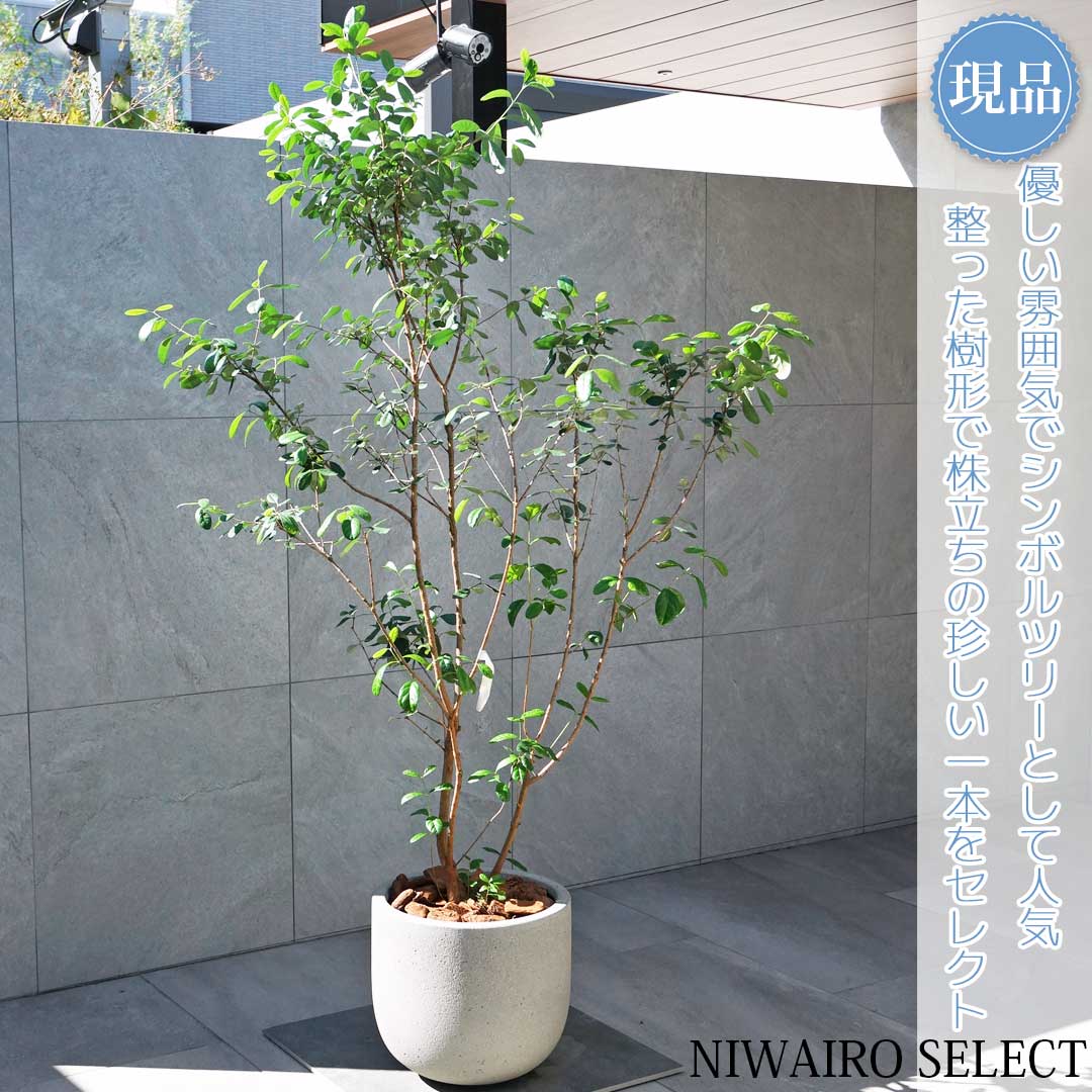 楽天市場】カクレミノ 株立ち 高さ 約80cm 15cm（5号）ポット入り