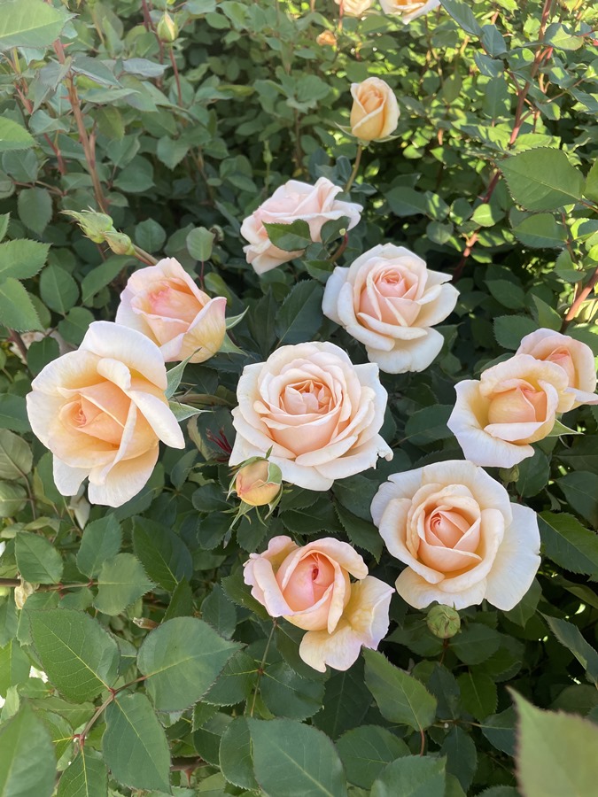 楽天市場】ここねいろ（大苗） 7号鉢植え 四季咲き F&Gローズ ローズ