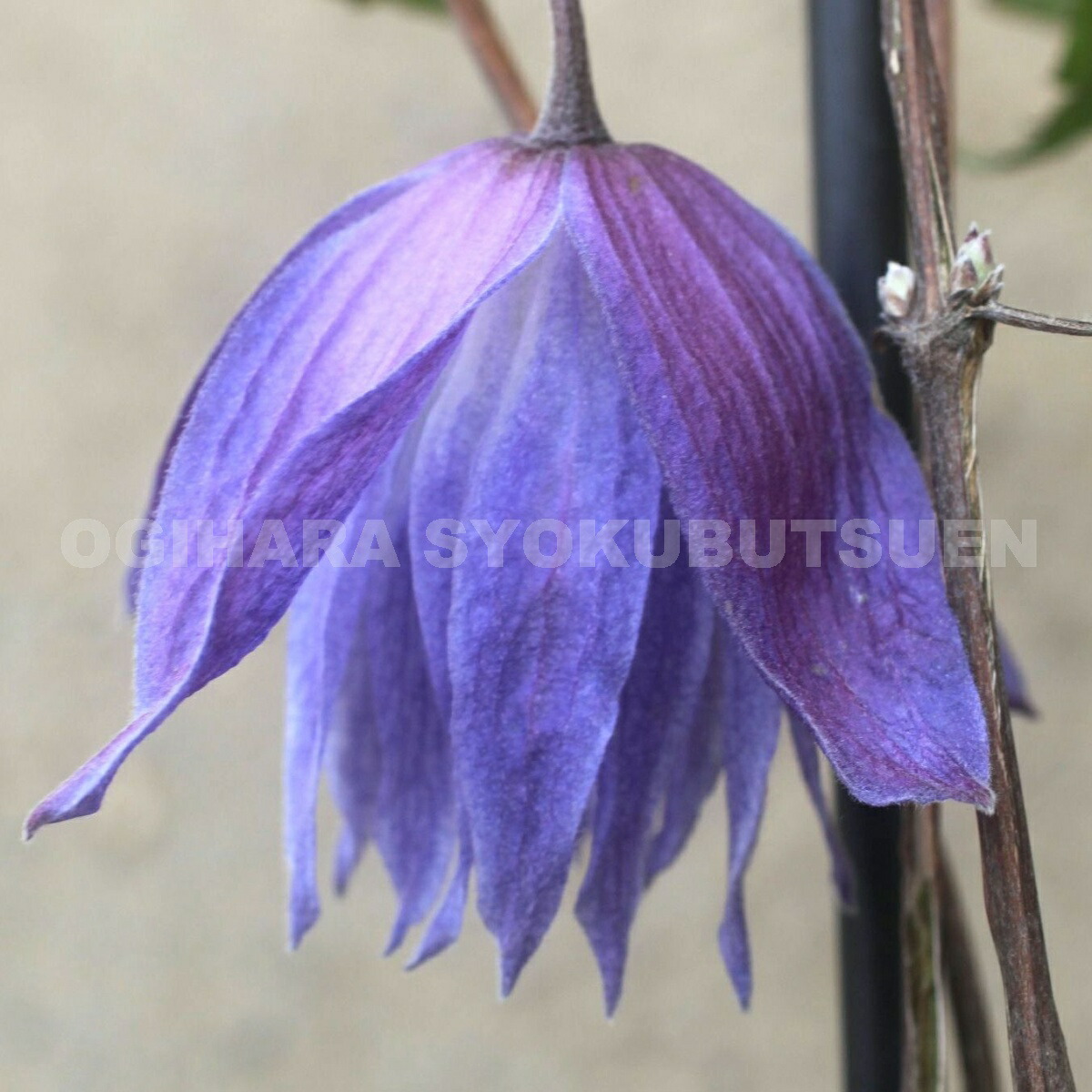 楽天市場】クレマチス マクロペタラ 'ウェッセルトン' 開花鉢 : お