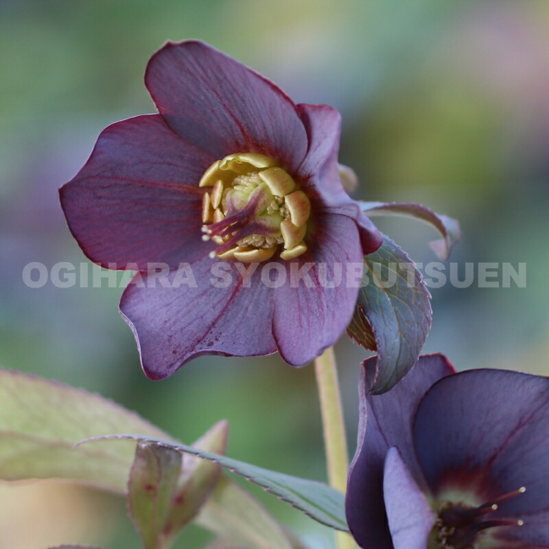 楽天市場】クリスマスローズ クロアチカス : おぎはら植物園