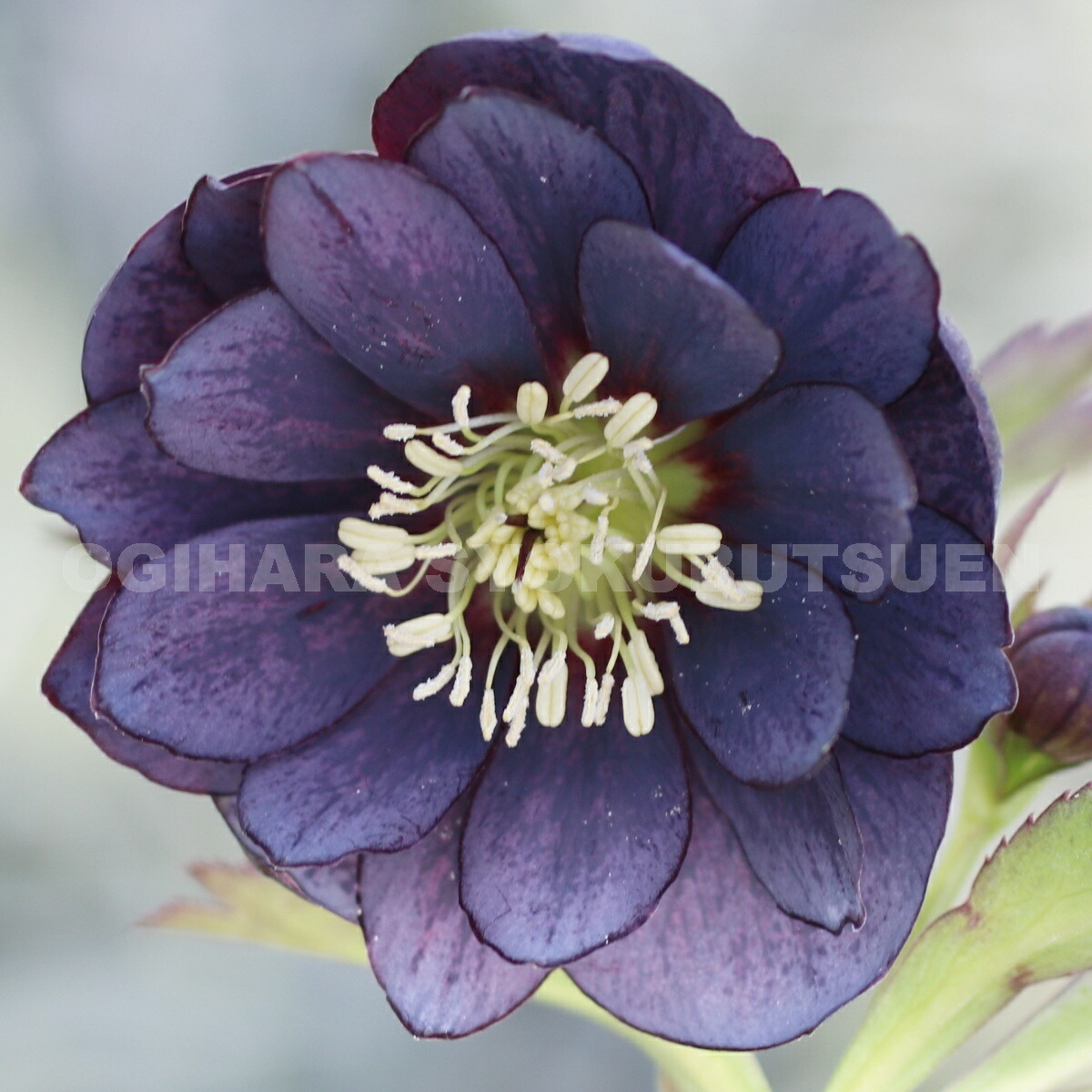 楽天市場】クリスマスローズ スモーキー ブルー ダブル 大苗 : お