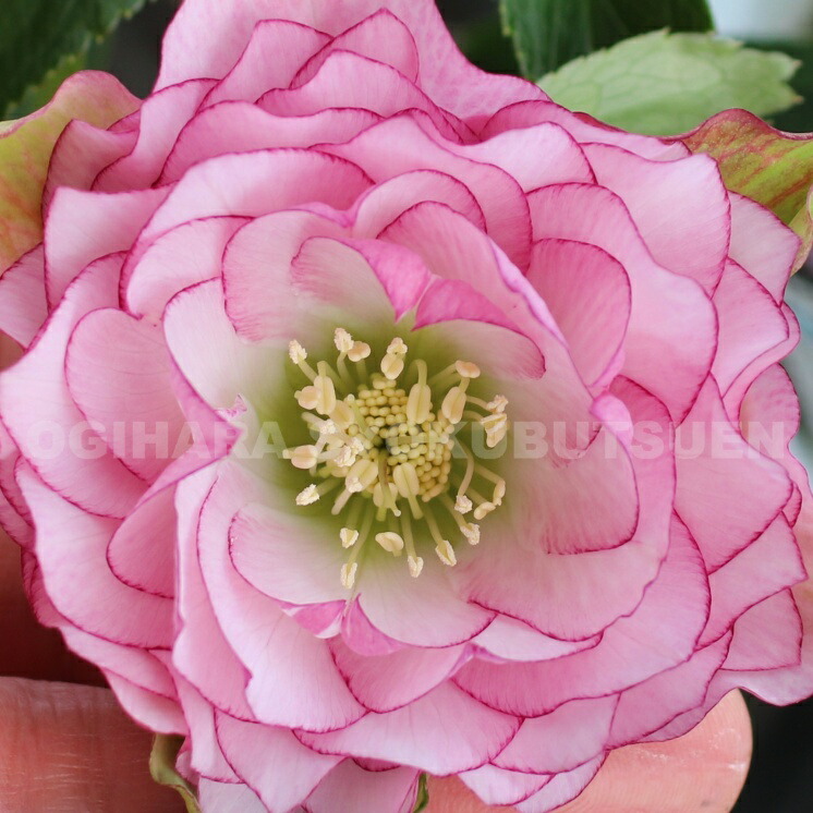 楽天市場】クリスマスローズ 多弁ダブル ピンク ピコティ系 大苗 : お