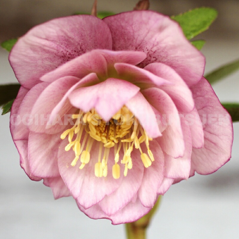 楽天市場】クリスマスローズ ミスティローズ ダブル系 （実生小苗