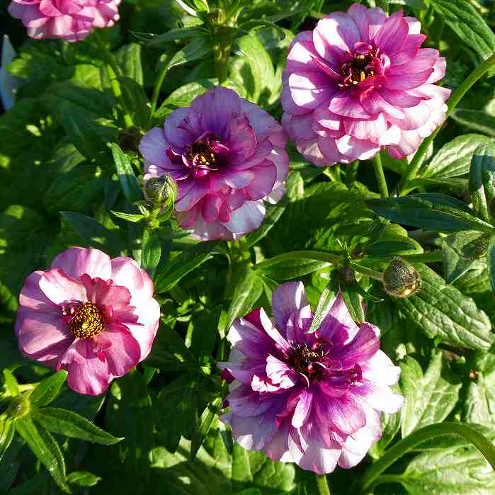 楽天市場】ラナンキュラス ラックス ティーバ 苗 4号ポット 耐寒性