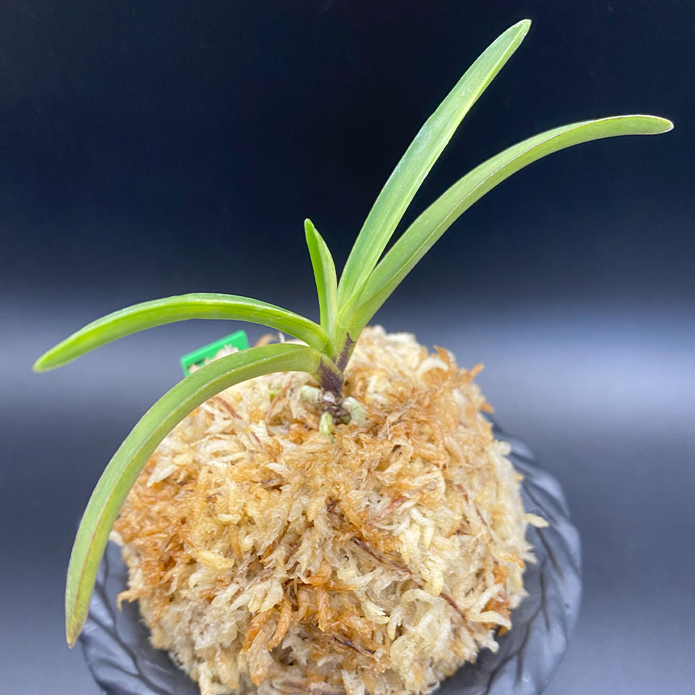 楽天市場】【店内全品2個同時購入10％OFFクーポン配布中】 富貴蘭 白