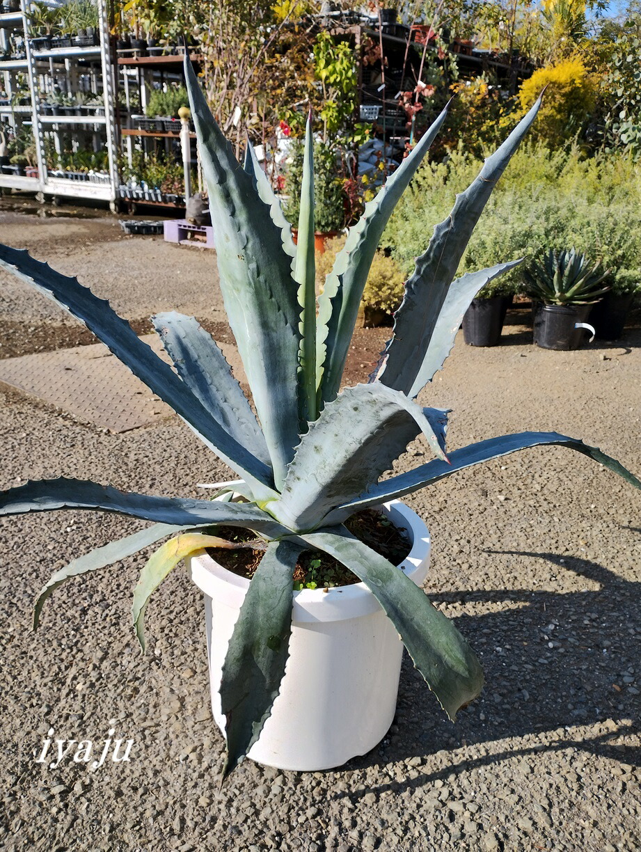 楽天市場】ドライガーデン（サイズ（植木鉢）10 ～ 12号）の通販