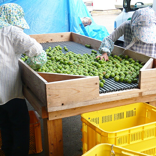 楽天市場】あらごし仕立てのネクタータイプの梅ドリンク 樹上完熟梅