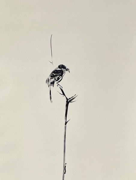 楽天市場】掛軸 宮本武蔵 複製画 枯木鳴鵙図（枯木にもず）(掛け軸 尺