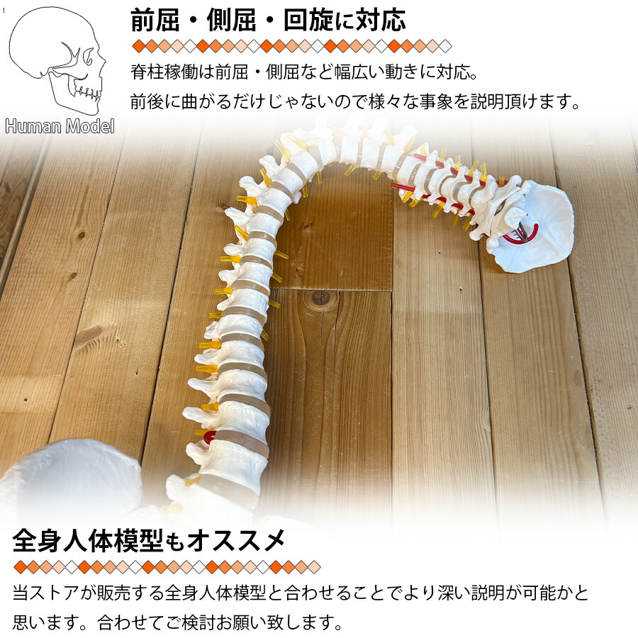 楽天市場】人体模型 骨 等身大 脊椎 模型 実物大 90センチ 脊髄骨盤