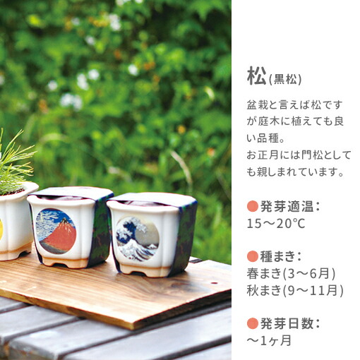 楽天市場】栽培キット 栽培セット 聖新陶芸 JAPANESE BONSAI GD-640