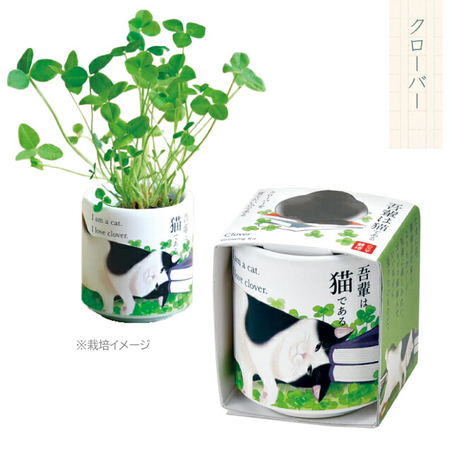 楽天市場】栽培セット 栽培キット 聖新陶芸 お芽でたおちょこ吾輩猫