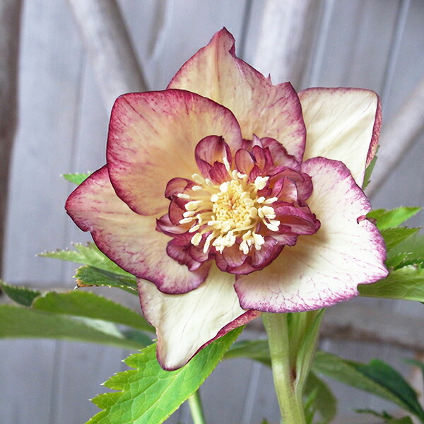 楽天市場】クリスマスローズ セミダブル 開花株 ゴールドグレープ