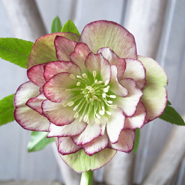 楽天市場】クリスマスローズ ダブル 開花株 グリーンパープルバイ