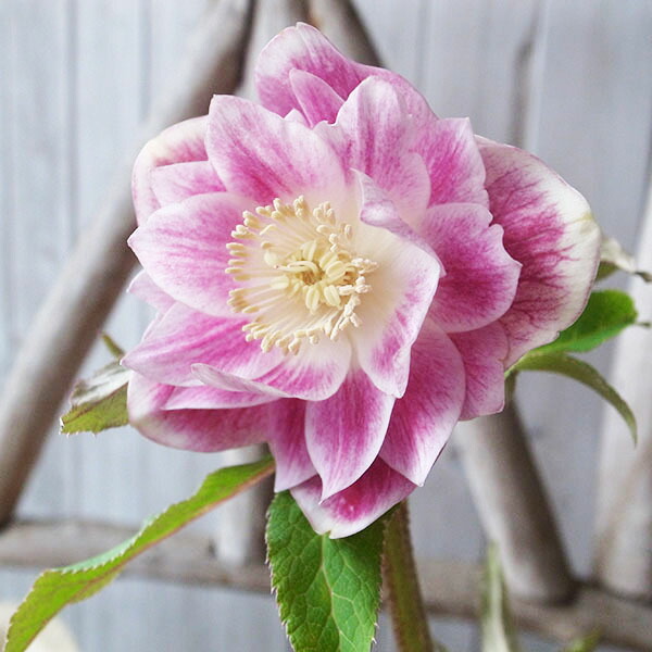 楽天市場】クリスマスローズ ダブル 開花株 ソレイユ系ピンクグラデ 5