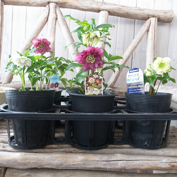 楽天市場】クリスマスローズ ダブル 開花株 5株セット 現品 2025年2月