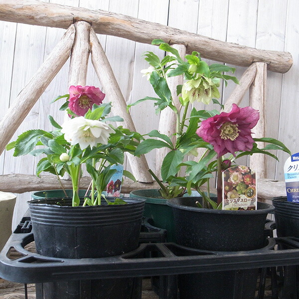 楽天市場】クリスマスローズ ダブル 開花株 5株セット 現品 2025年2月