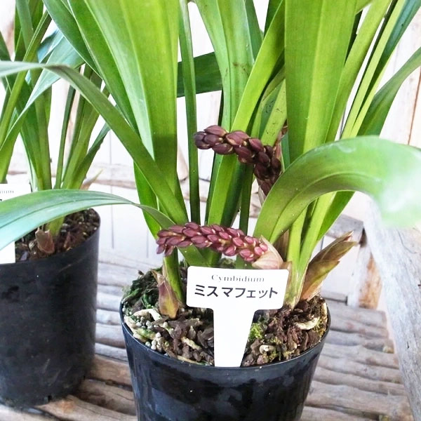 ミスマフェット。花芽1個。5鉢セット。蜜蜂誘引蘭。 【公式通販】