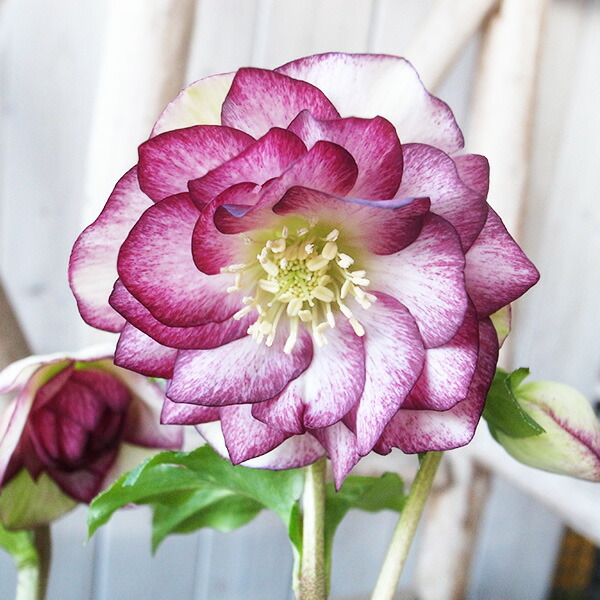 楽天市場】クリスマスローズ ダブル 開花株 ワイングラデーション 5号