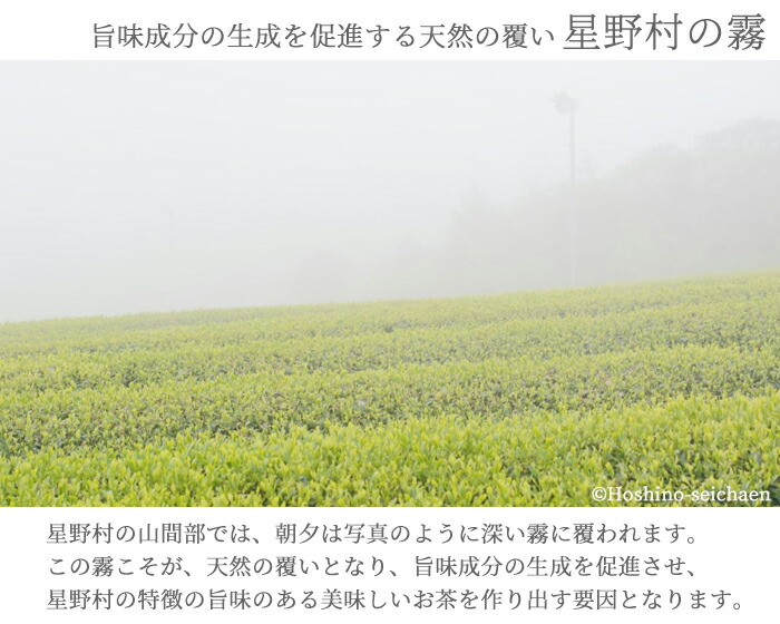 楽天市場】抹茶 星野園 八女の露 100g缶 福岡 八女 星野村のおいしい