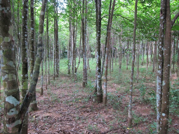 楽天市場】ベトナム産 無添加 お線香 手作り 高級天然沈香 線香 30g