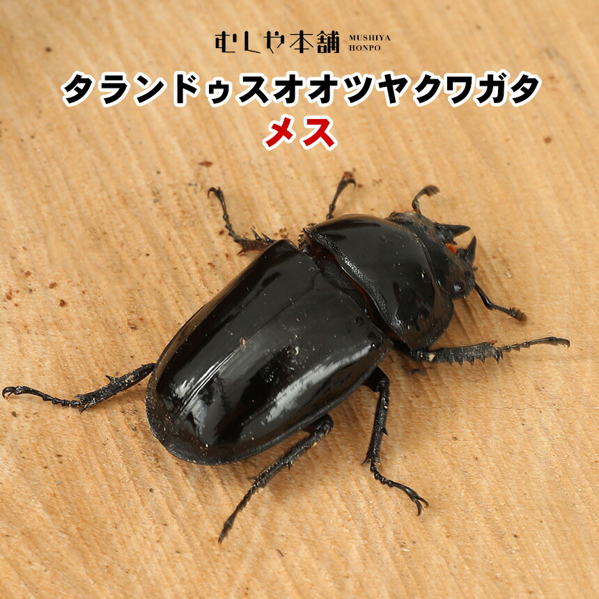 楽天市場】むしや本舗 タランドゥス オオツヤクワガタ成虫 メス単品 各