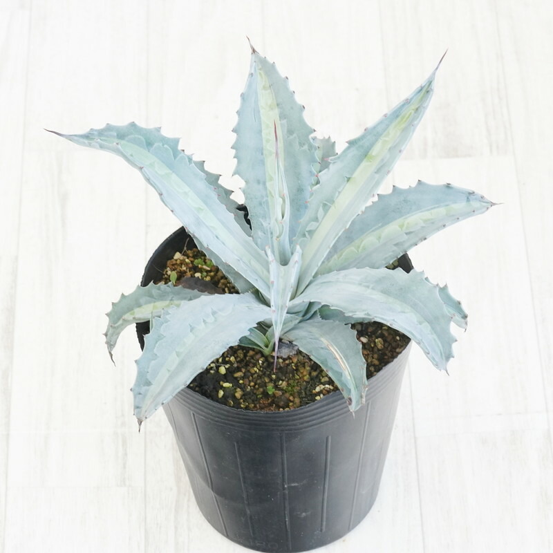 楽天市場】アガベ（アメリカーナ・バリエガータ）斑入り 10号
