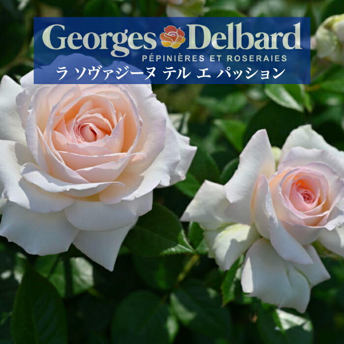 楽天市場】【2026年 早期予約】送料無料【ラ ソヴァジーヌ テル エ