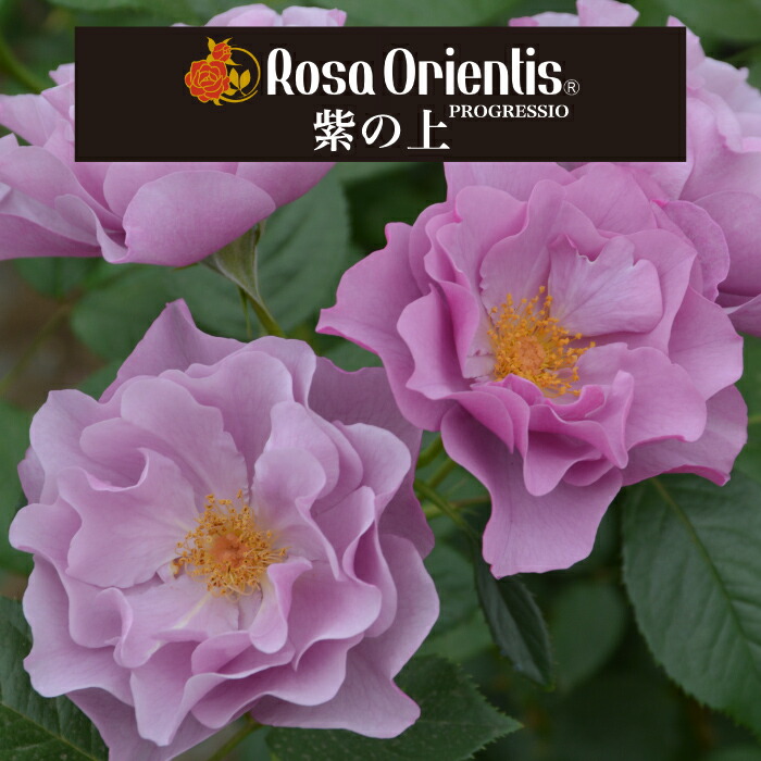 楽天市場】送料無料【紫の上 6号鉢大苗予約】鉢植え バラ 薔薇 ロサ