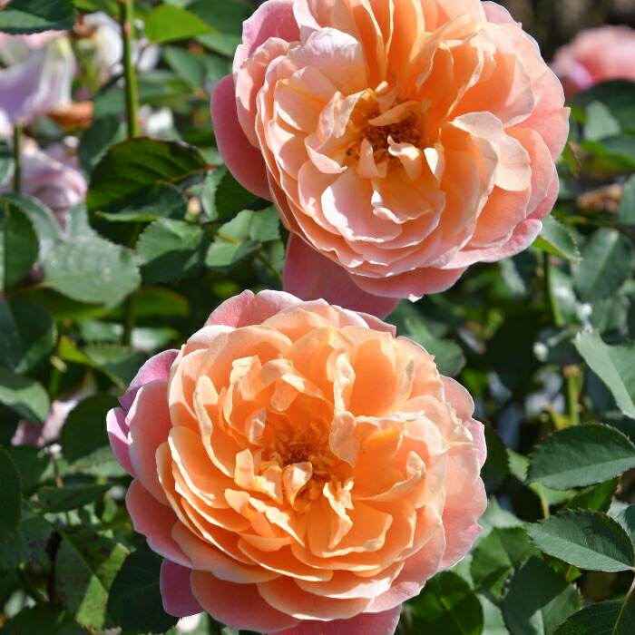 楽天市場】送料無料【タペストリー 6号鉢大苗予約】鉢植え バラ 薔薇