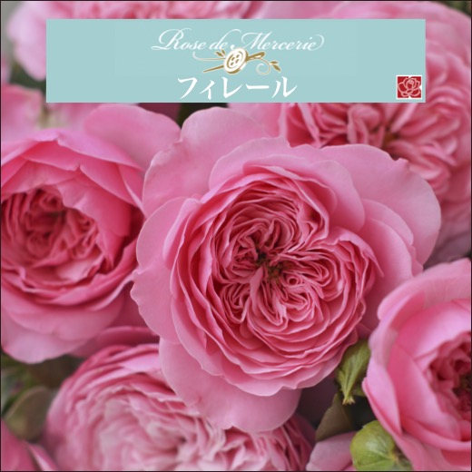 楽天市場】【2026年 早期予約】送料無料【フィレール 新苗4号鉢