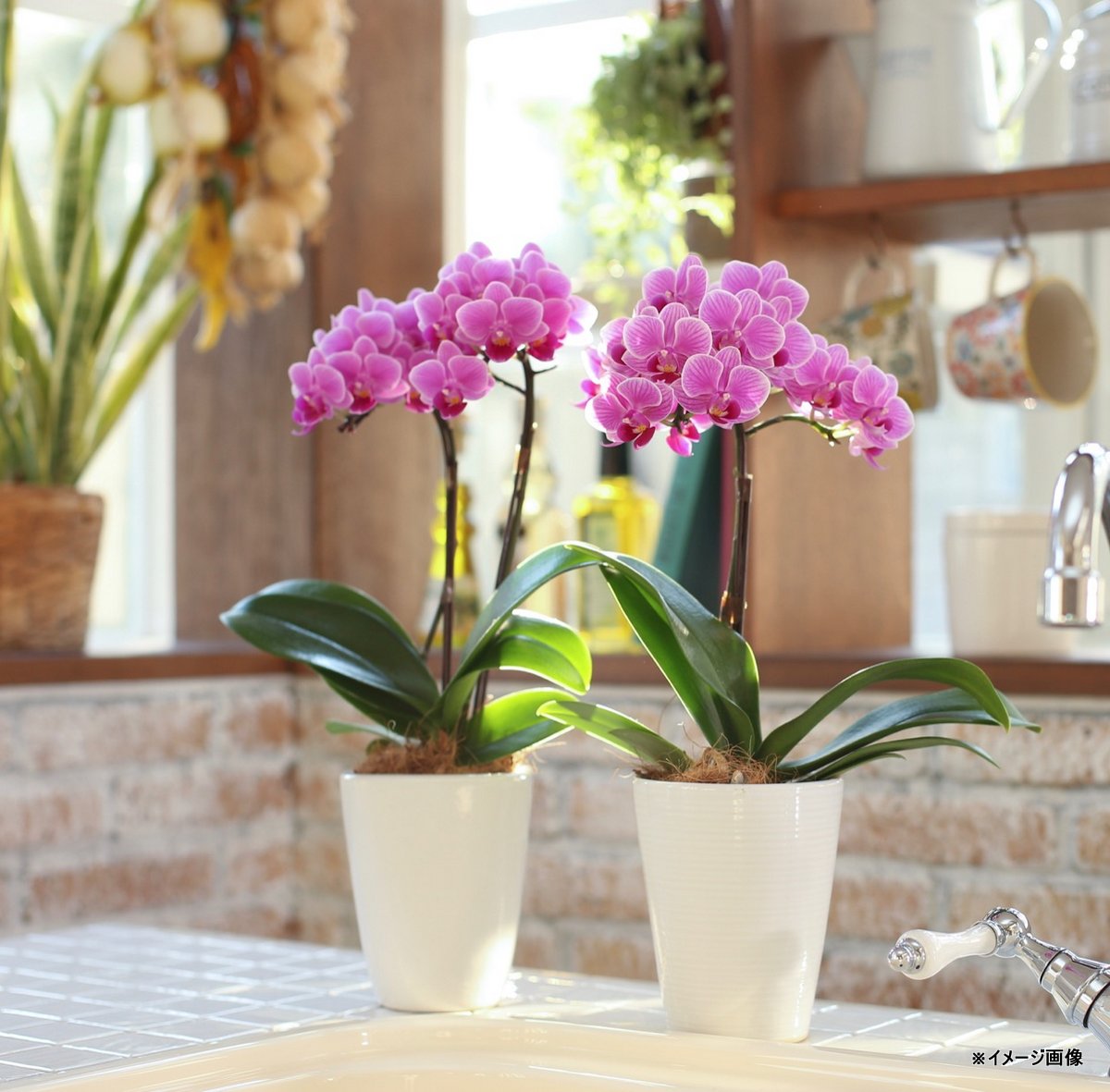 楽天市場】ミディ胡蝶蘭 ホワイト胡蝶蘭 5本立ち（こちょうらん）/誕生