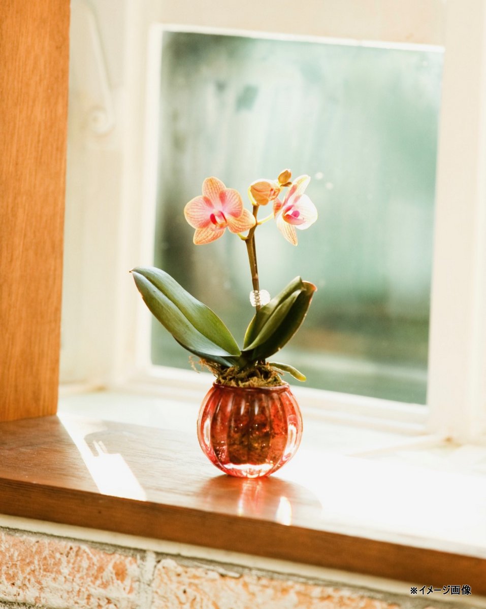 楽天市場】ミディ胡蝶蘭 ホワイト胡蝶蘭 5本立ち（こちょうらん）/誕生