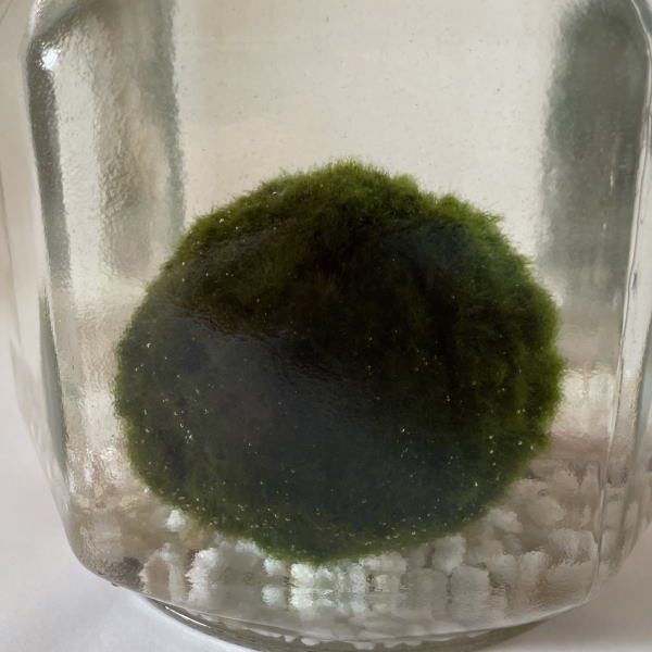 楽天市場】送料無料 天然まりも（外国産）超特大サイズ（直径約7