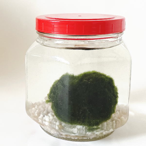 楽天市場】送料無料 天然まりも（外国産）超特大サイズ（直径約7