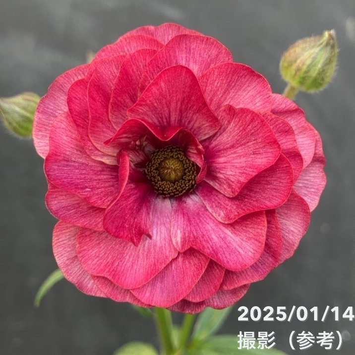 ラナンキュラス ラックス 苗」の人気商品一覧 | 安い商品を通販サイト