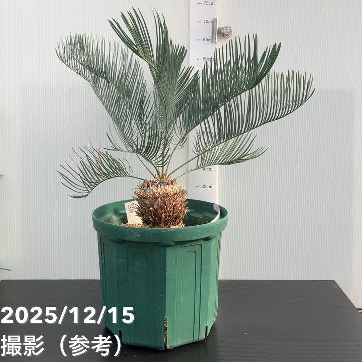 観葉植物 10号 ソテツ」の人気商品一覧 | 安い商品を通販サイトから