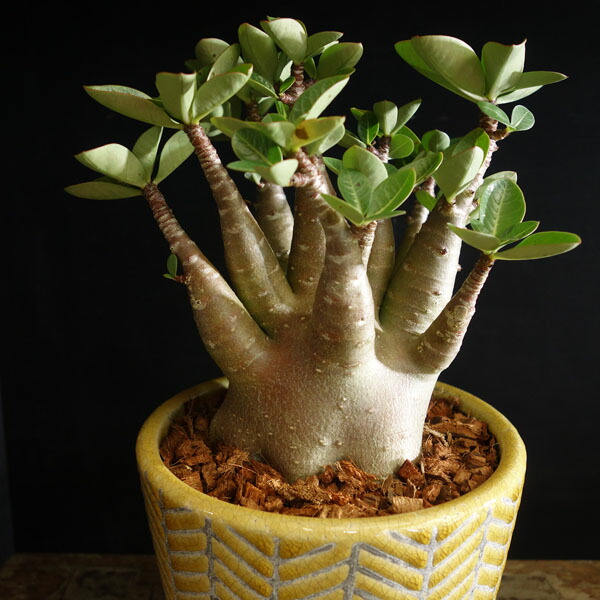 楽天市場】アデニウム アラビカム 黒肌 鉢植え 多肉植物 おしゃれな