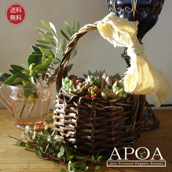 楽天市場】多肉植物 バスケット かわいい寄せ植え 人気 : APOA