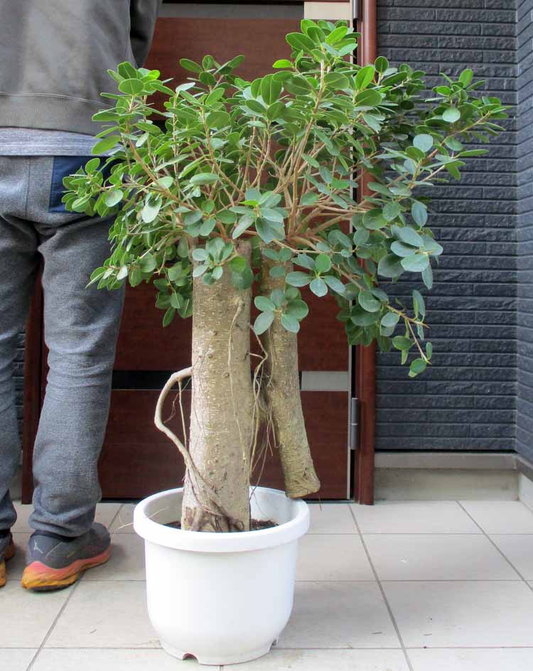 パンダガジュマル コパンダ接木 10号リン鉢 パンダガジュマル コパンダ